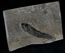 Devonian Lobed-Fin Fish (Osteolepis) - Scotland #25768-2